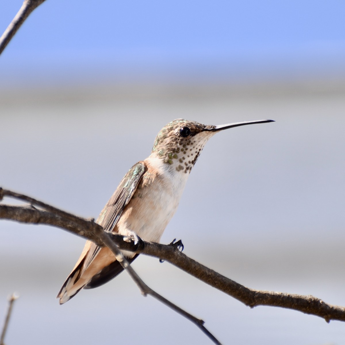 Allen's Hummingbird - ML609613871