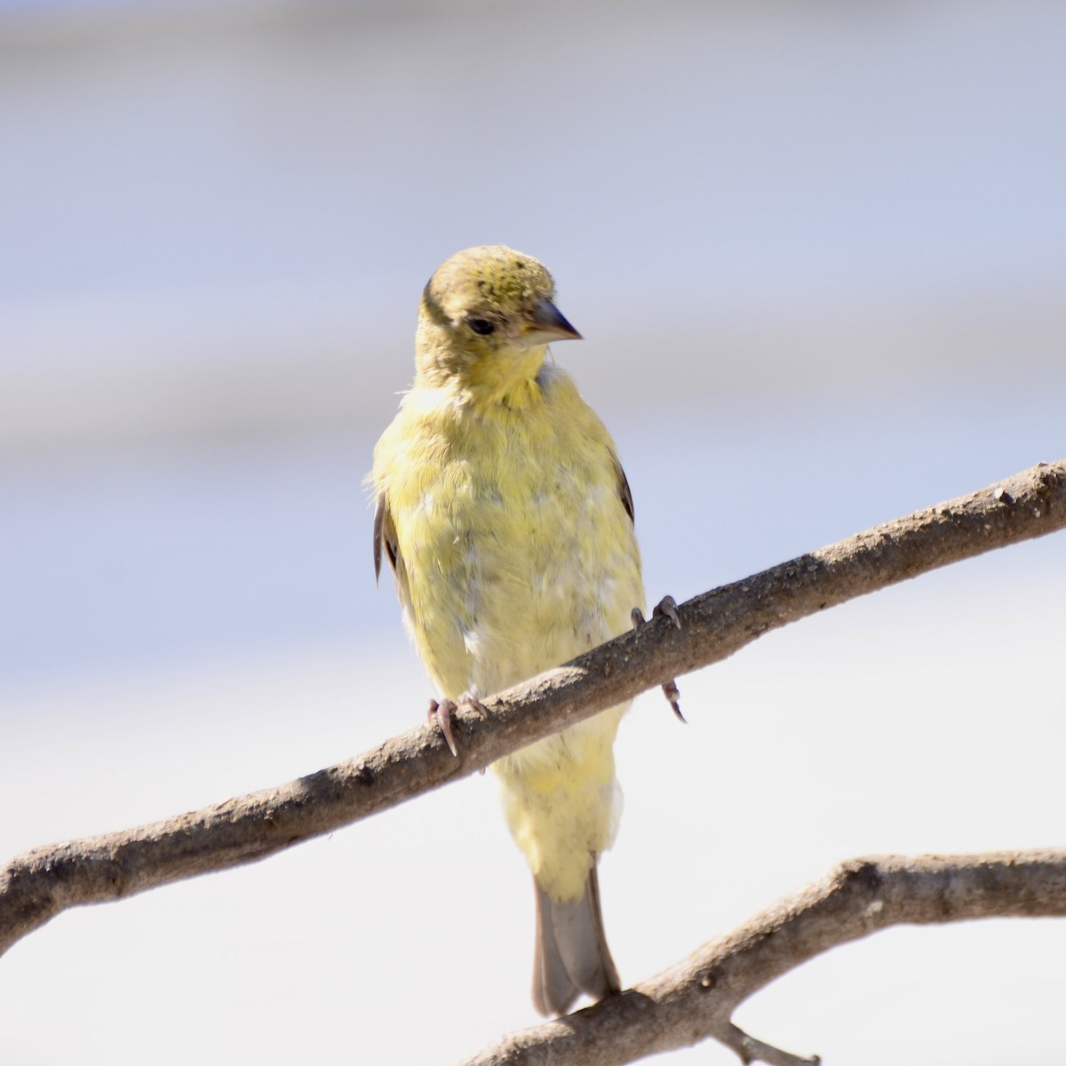 Lesser Goldfinch - ML609613877