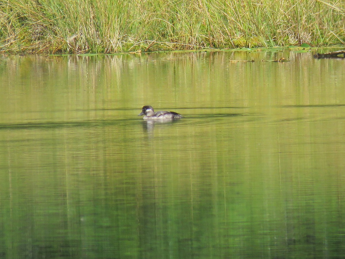Bufflehead - ML609613907