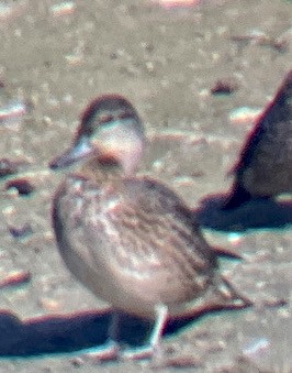 Green-winged Teal - ML609613984