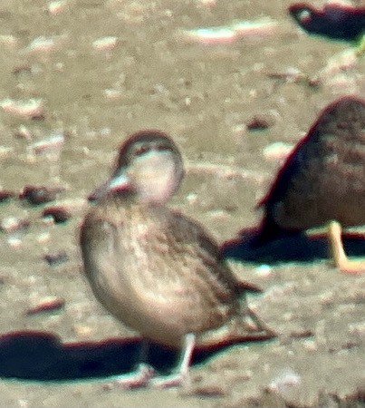 Green-winged Teal - ML609613985