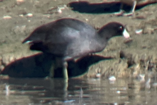 American Coot - ML609614002