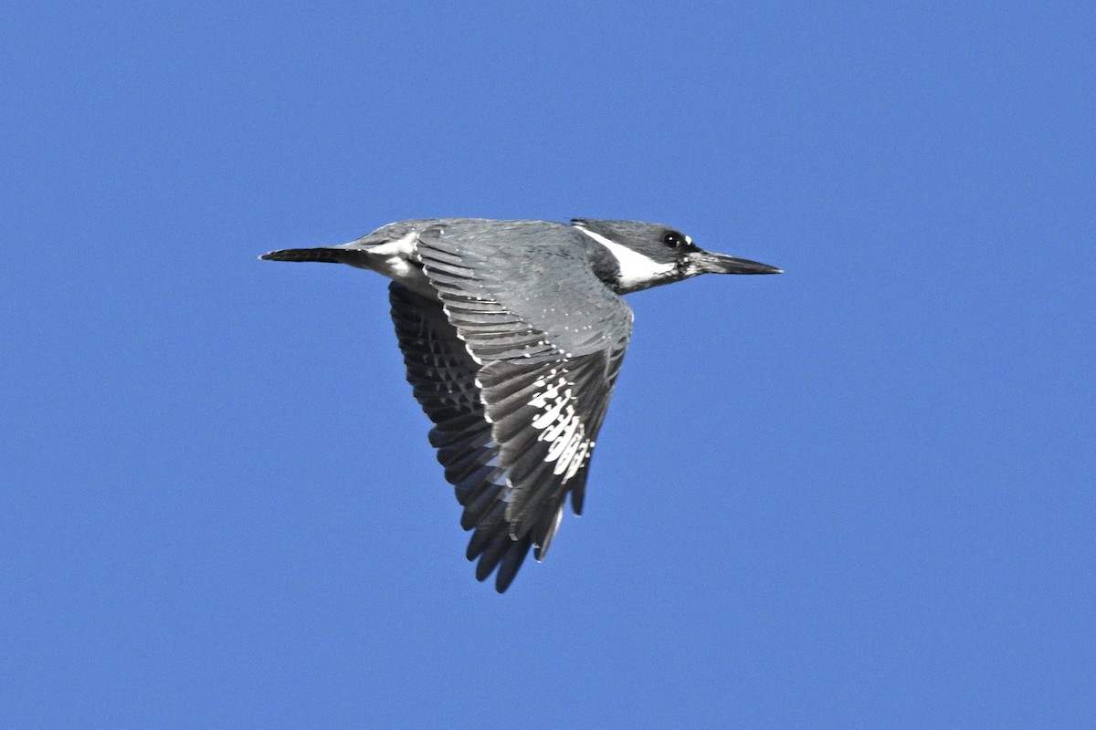 Belted Kingfisher - ML609614098