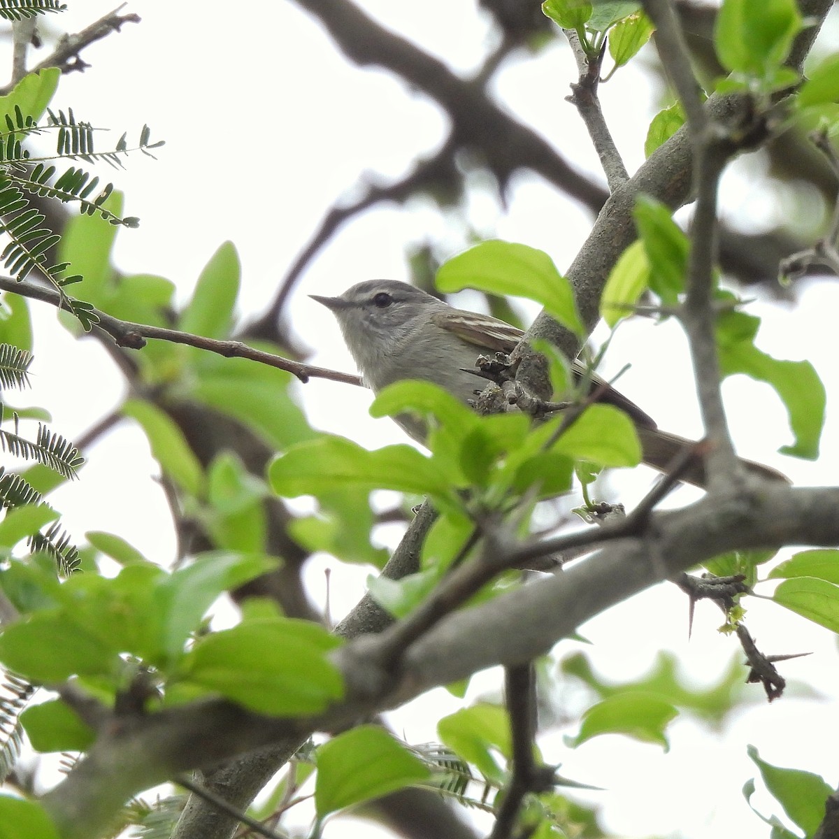 Plain Tyrannulet - ML609614107