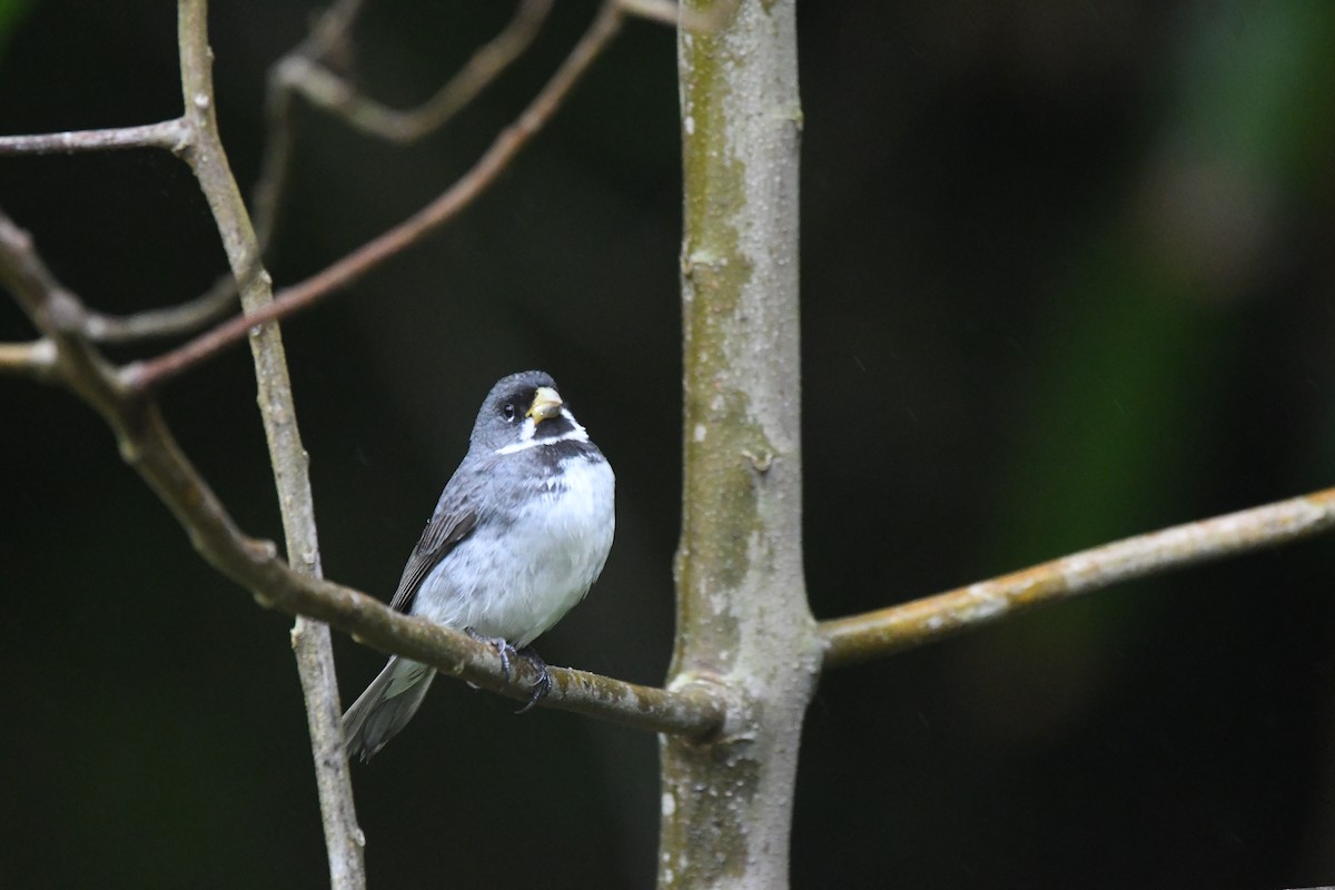 Double-collared Seedeater - ML609614110