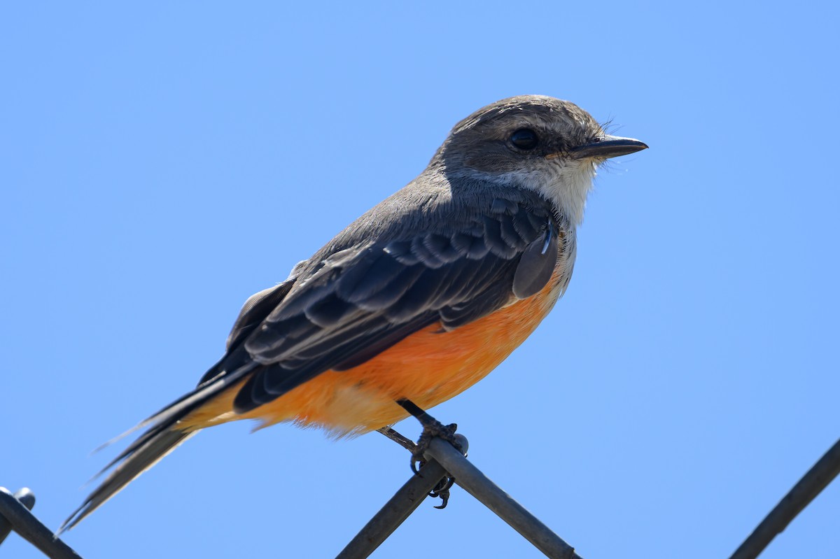 Vermilion Flycatcher - ML609614199