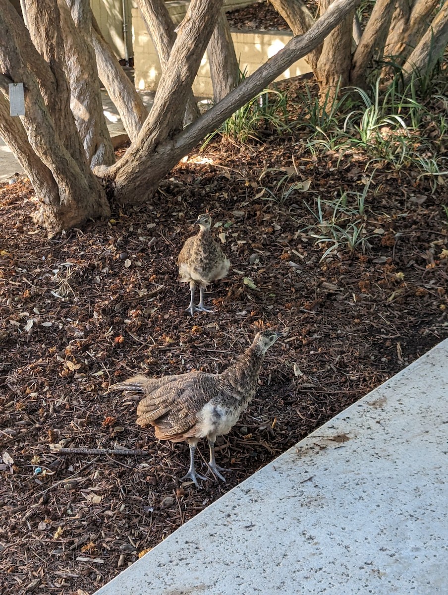 Indian Peafowl (Domestic type) - ML609614212