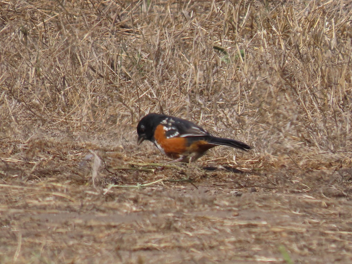 Spotted Towhee - ML609614272