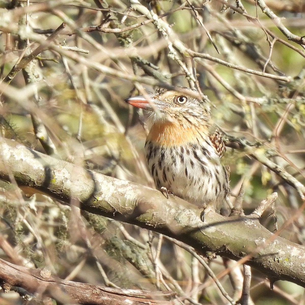 Spot-backed Puffbird - ML609614312