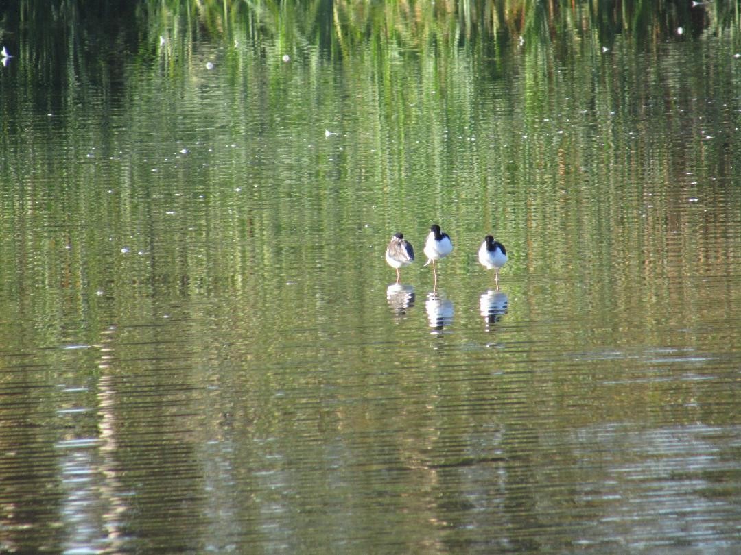 Black-necked Stilt - ML609614351