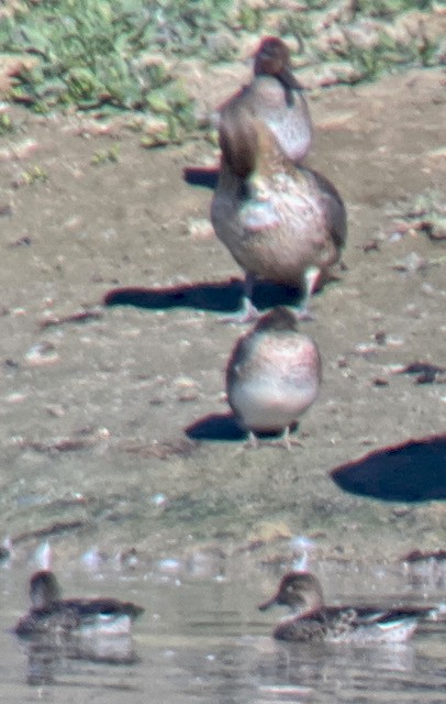 Green-winged Teal - ML609614378