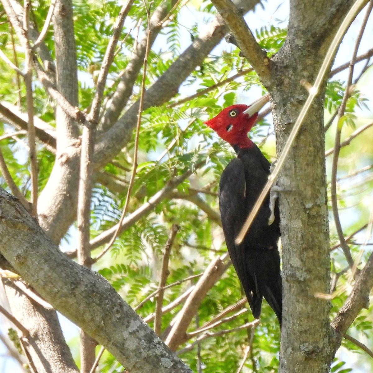 Cream-backed Woodpecker - ML609614441