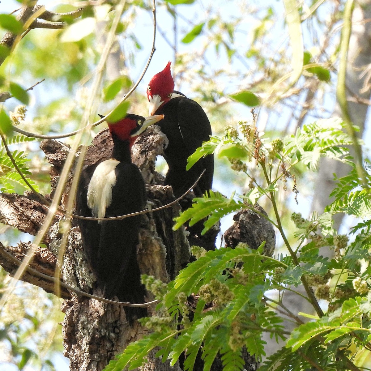 Cream-backed Woodpecker - ML609614442