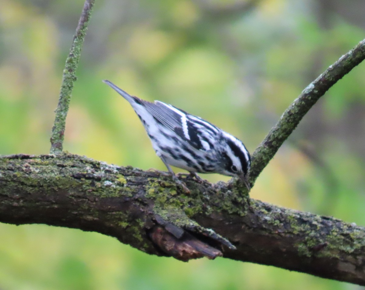 Black-and-white Warbler - ML609614472