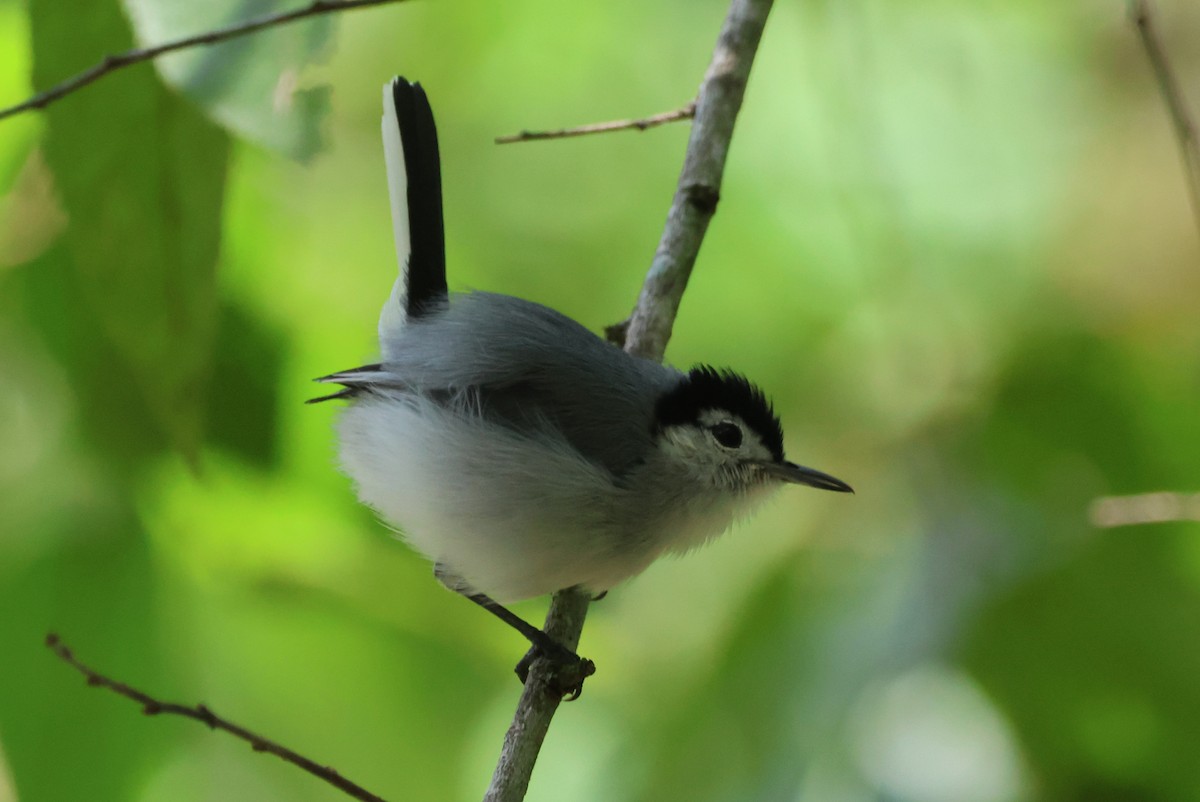 White-browed Gnatcatcher - ML609614503