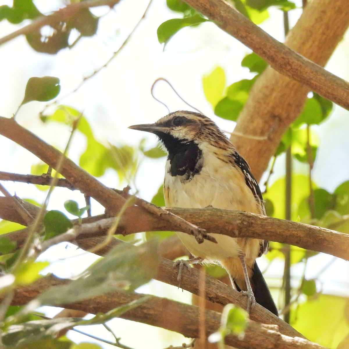 Stripe-backed Antbird - Pablo Bruni