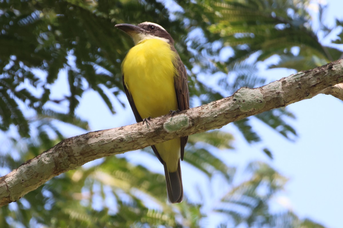 Boat-billed Flycatcher - ML609614517