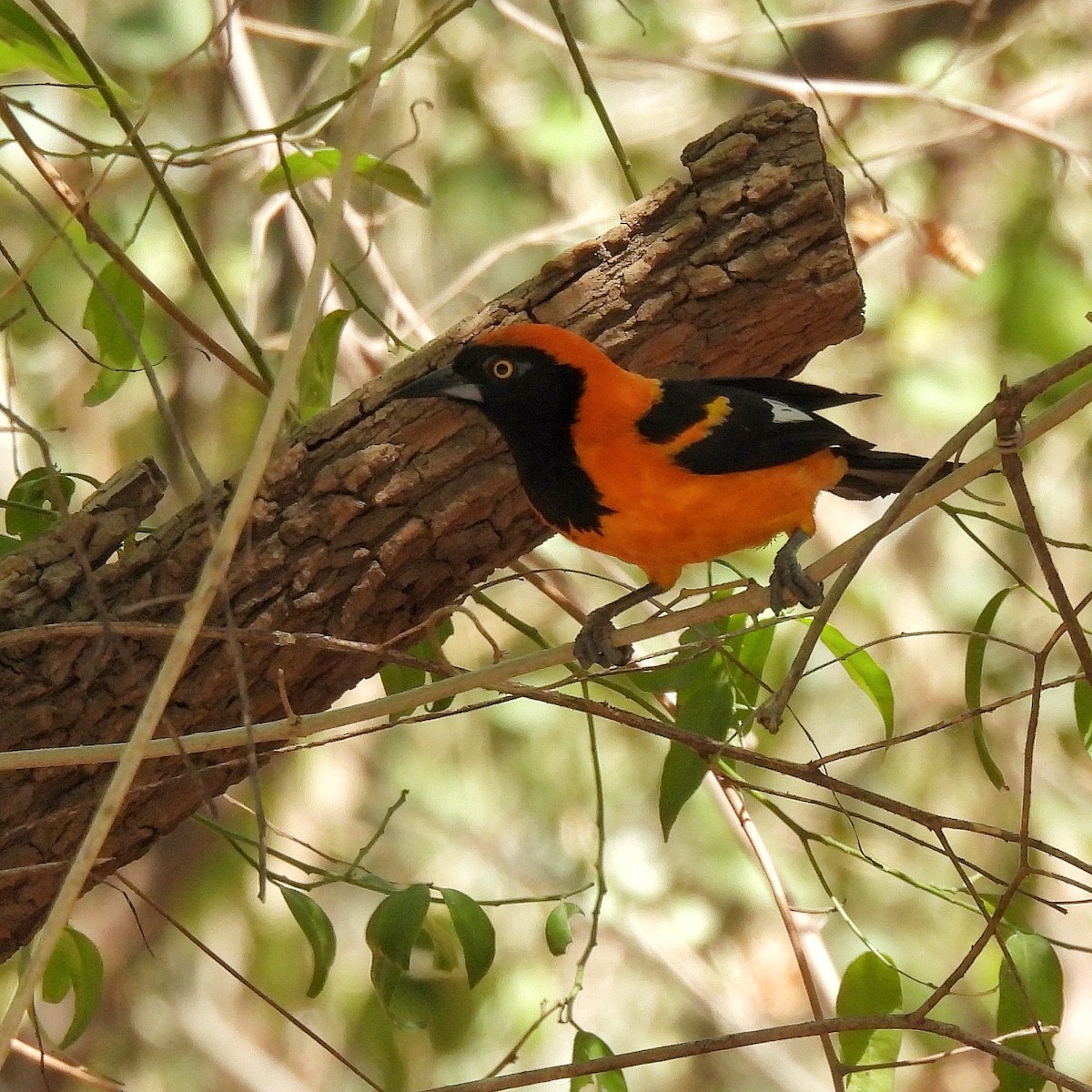 Orange-backed Troupial - ML609614566