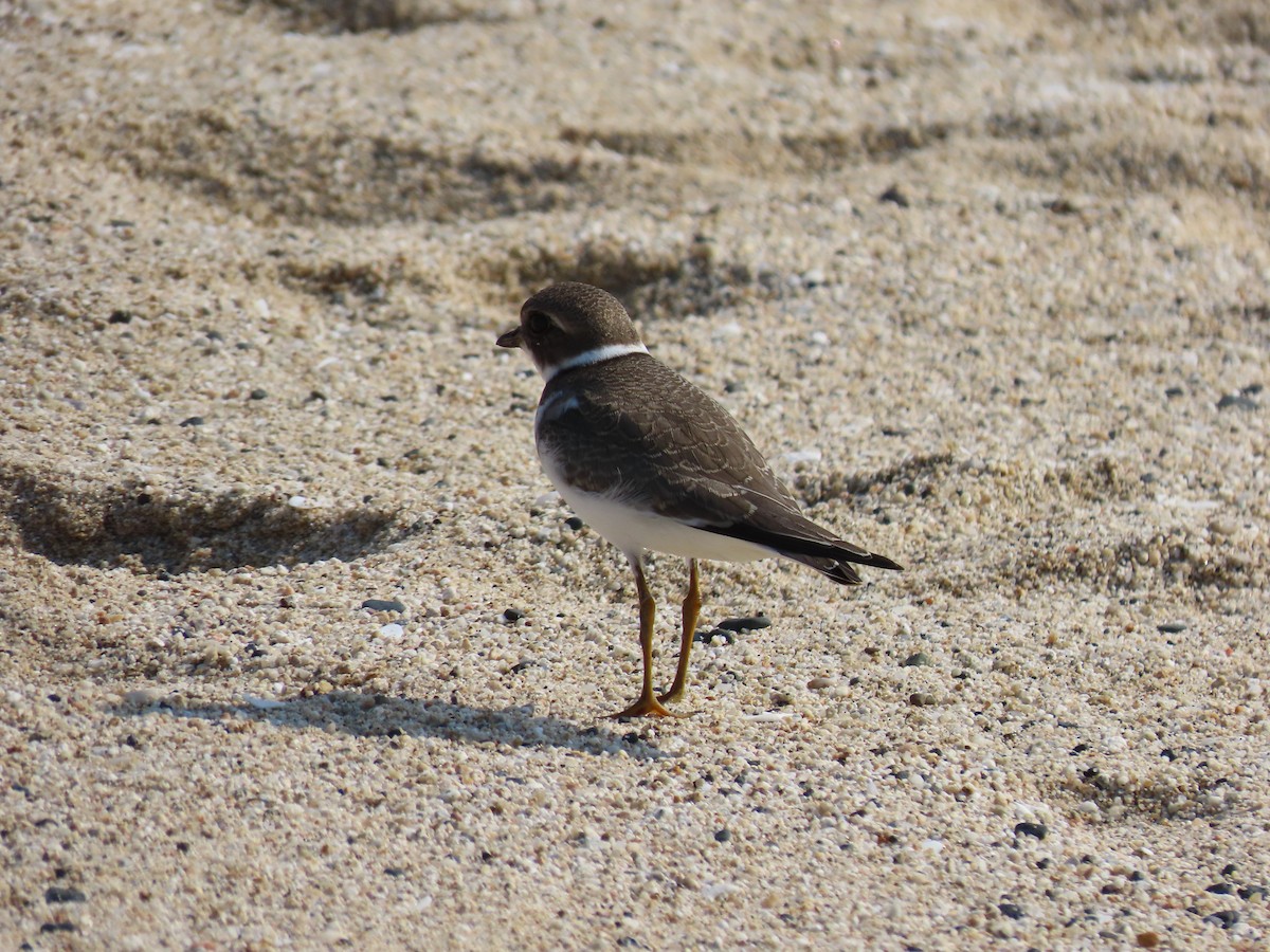 Semipalmated Plover - ML609614620