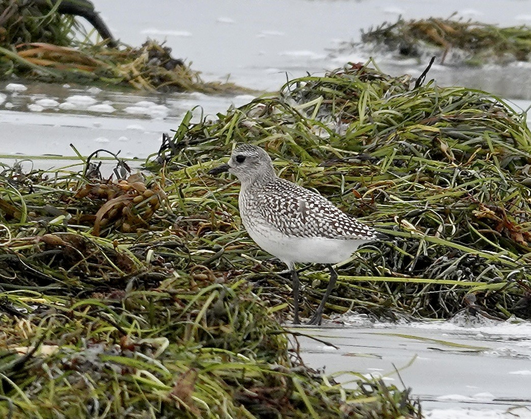 Black-bellied Plover - Gail Glasgow