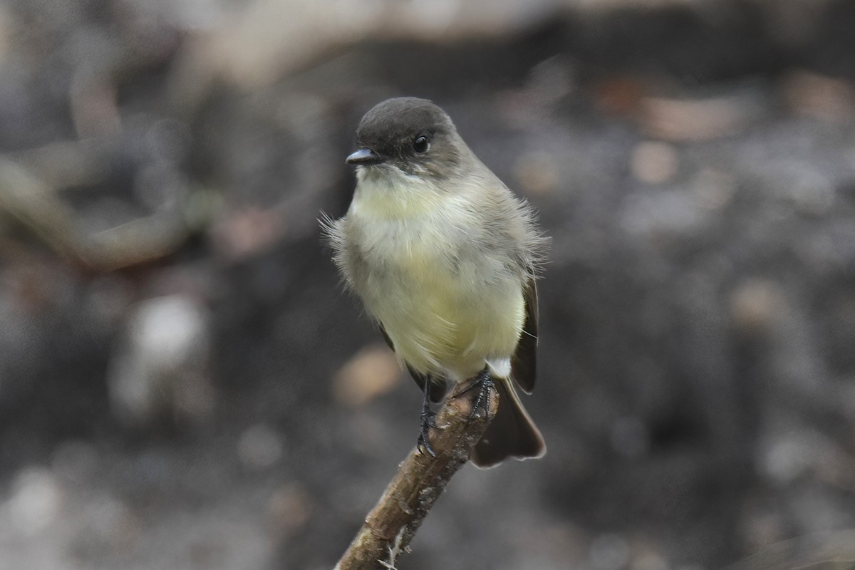 Eastern Phoebe - ML609614677