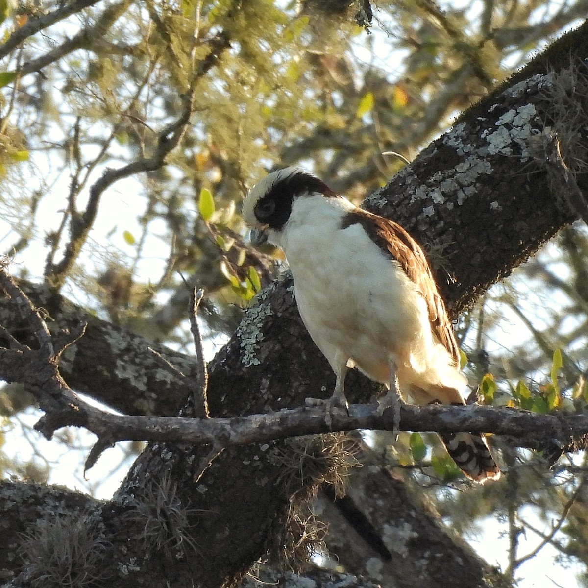 Laughing Falcon - ML609614715