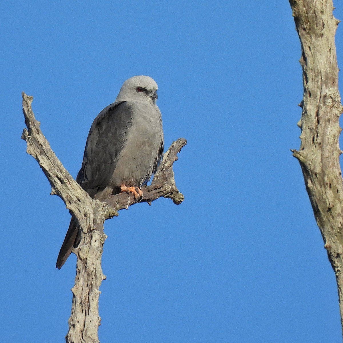 Plumbeous Kite - Pablo Bruni