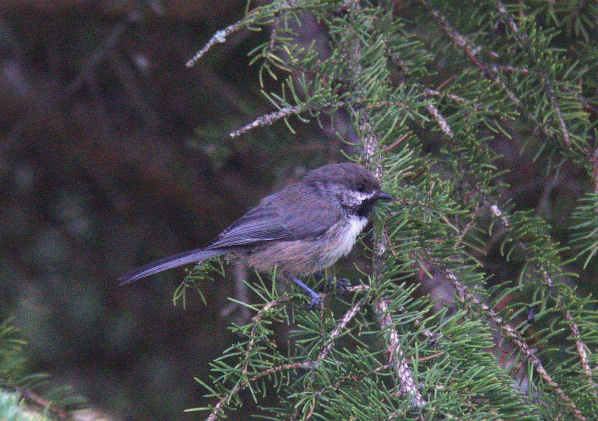 Boreal Chickadee - Joseph Ransdell-Green