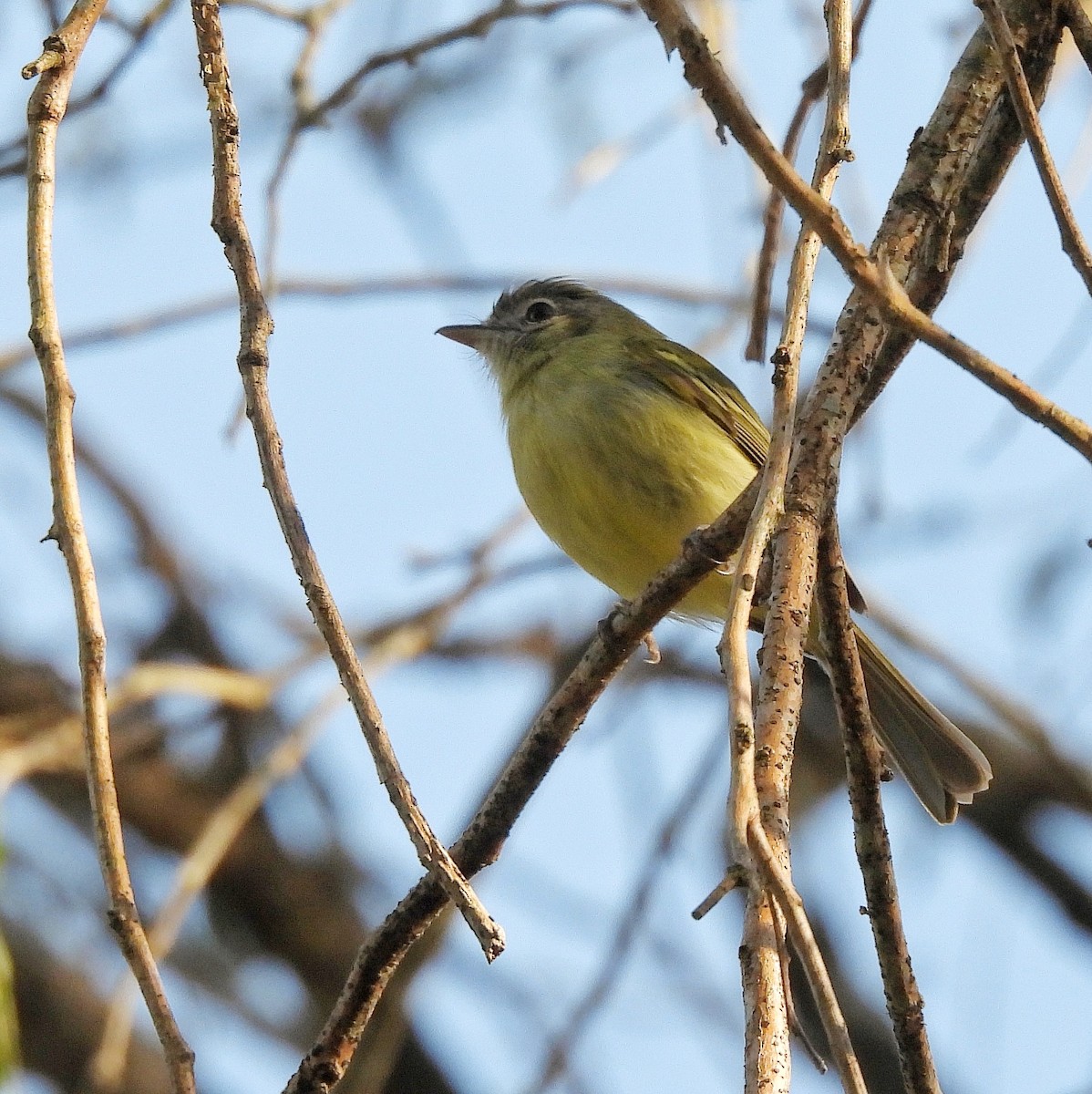 Yellow-olive Flatbill - ML609614837