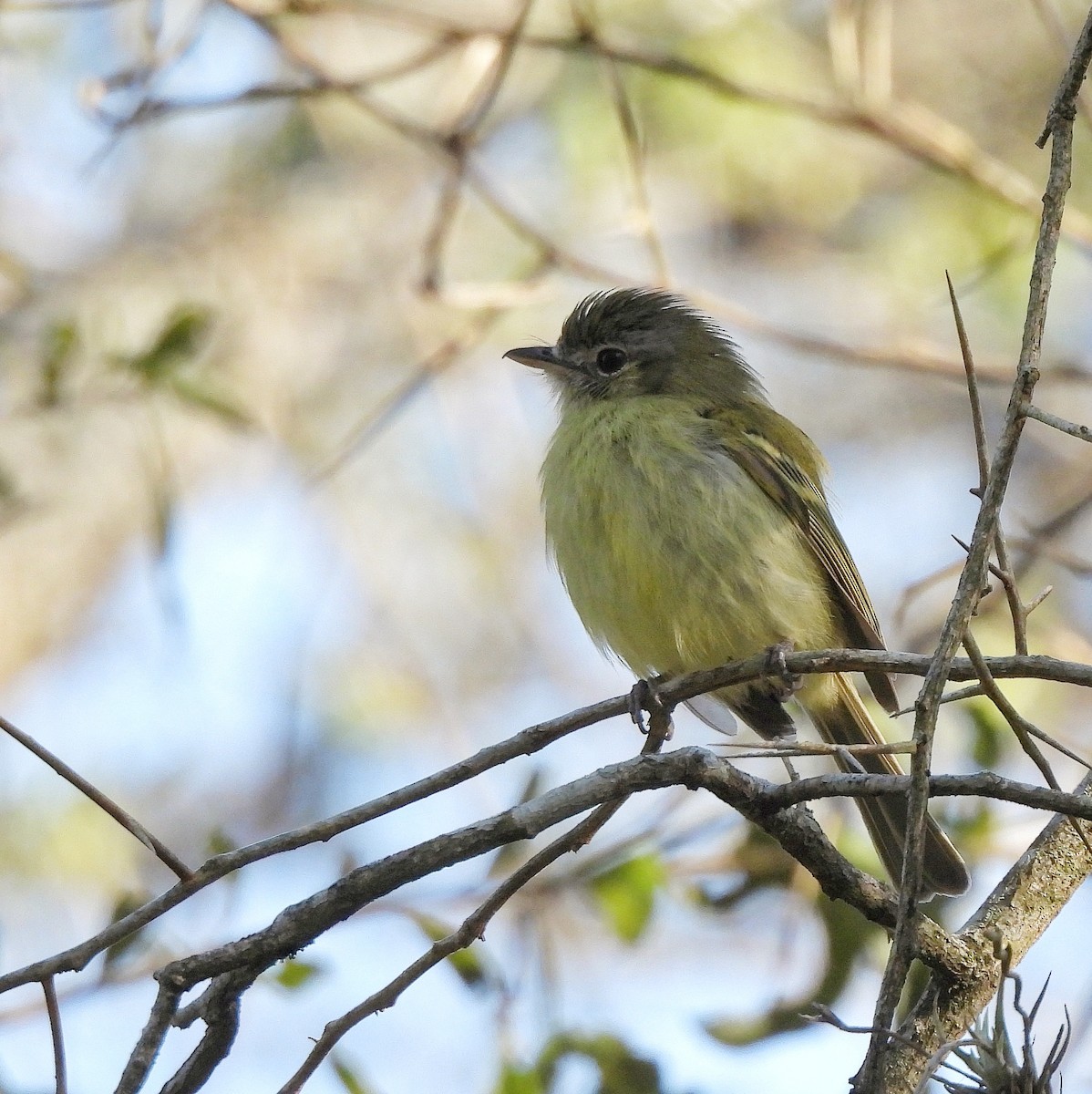 Yellow-olive Flatbill - ML609614838