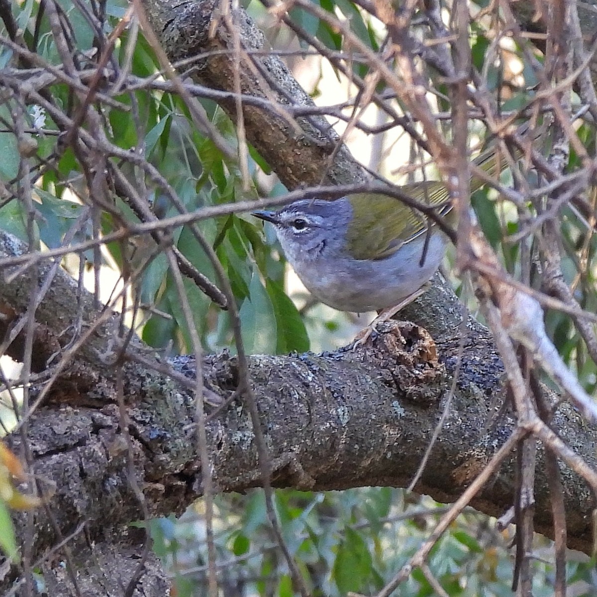 White-browed Warbler - Pablo Bruni