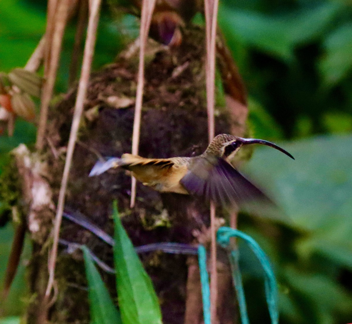 Tawny-bellied Hermit - ML609614938