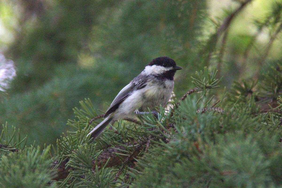 Black-capped Chickadee - ML609614940