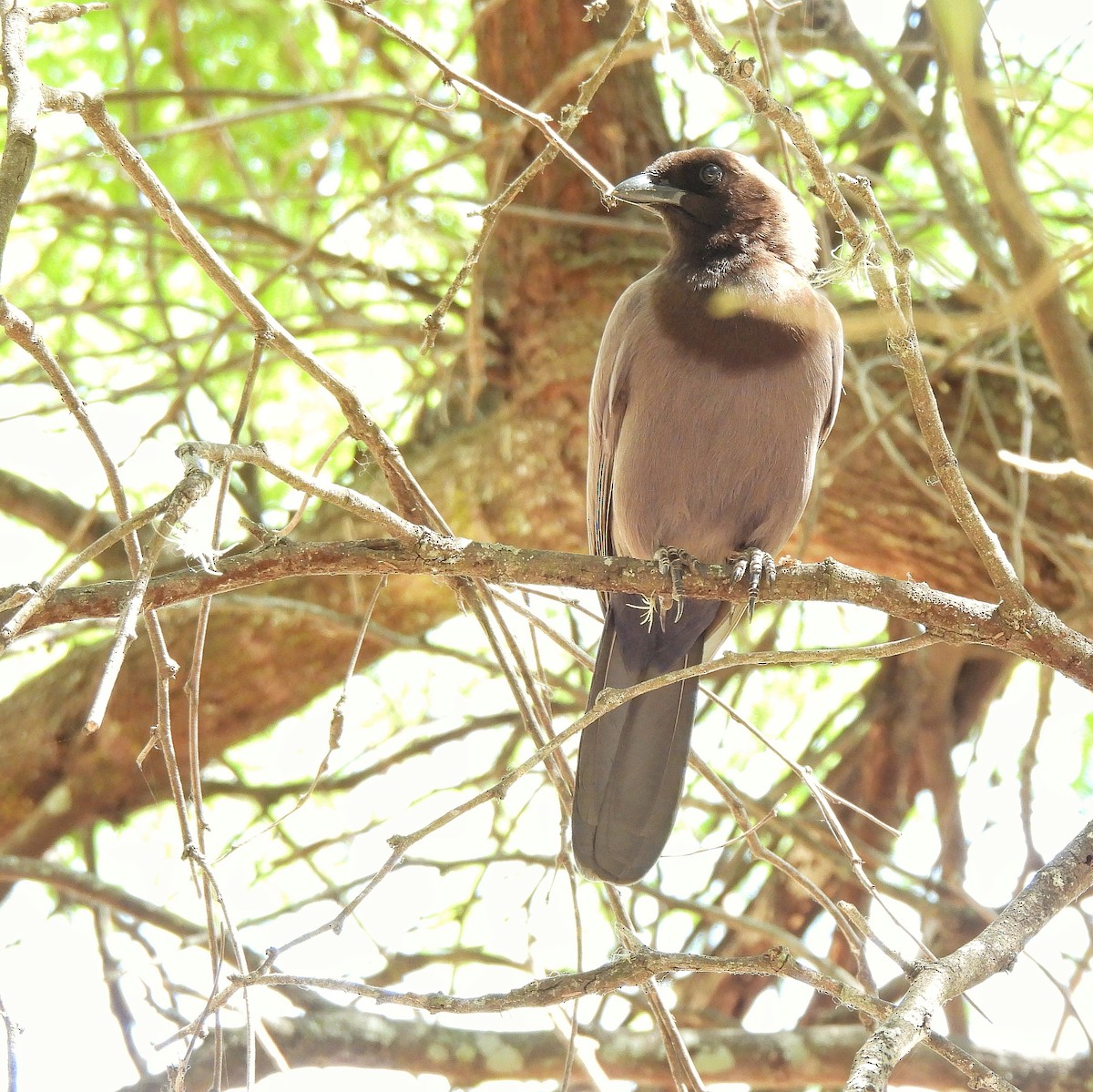 Purplish Jay - Pablo Bruni