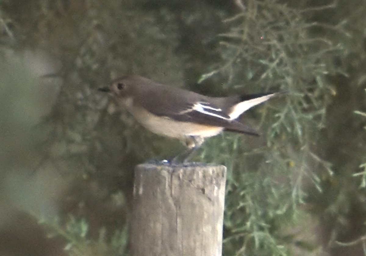 European Pied Flycatcher - ML609614986