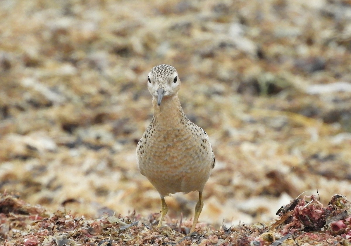 Buff-breasted Sandpiper - ML609615075