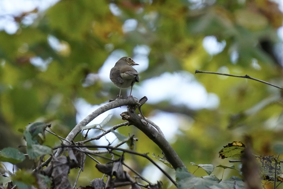 Swainson's Thrush - ML609615105