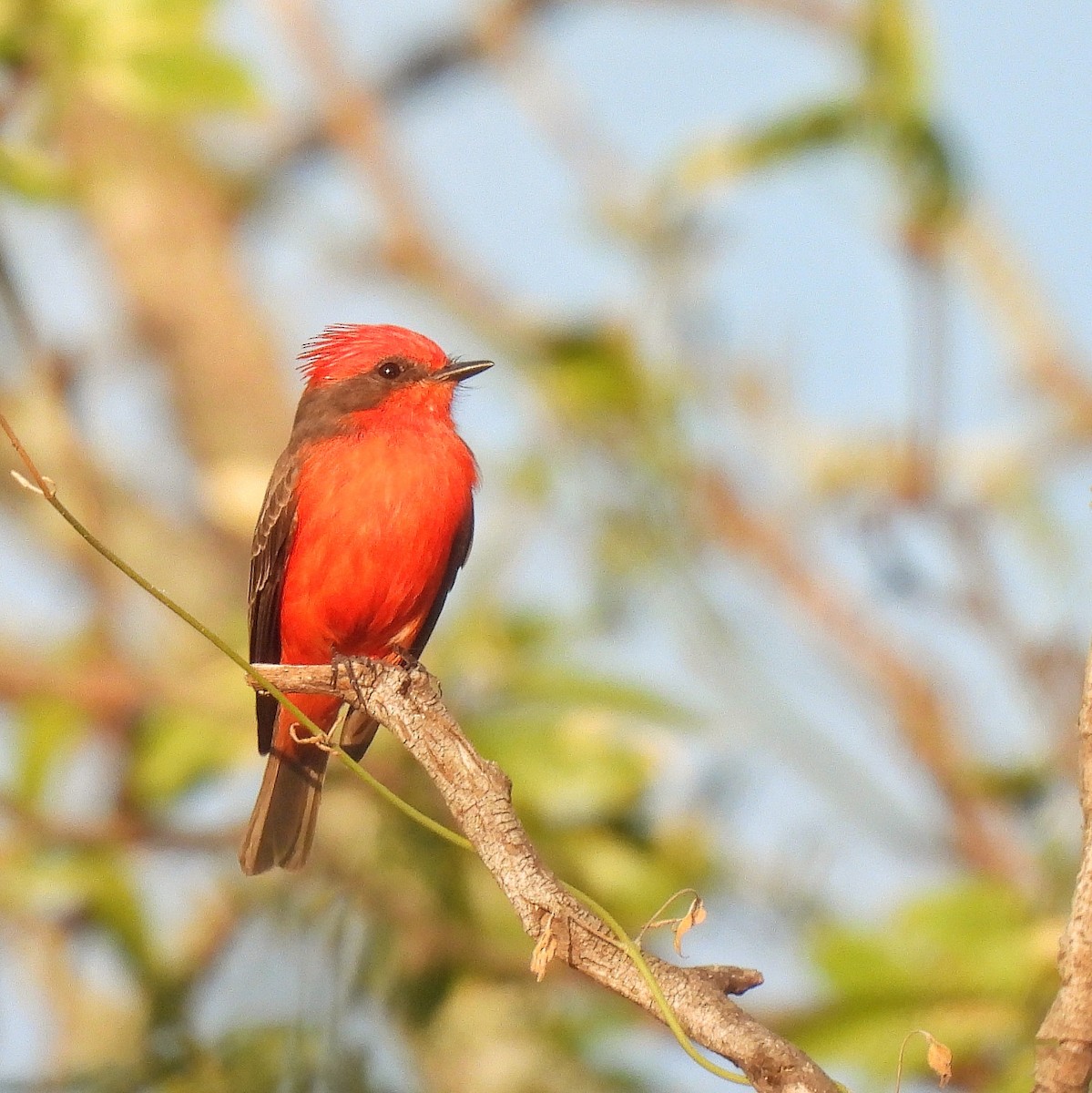 Vermilion Flycatcher - Pablo Bruni