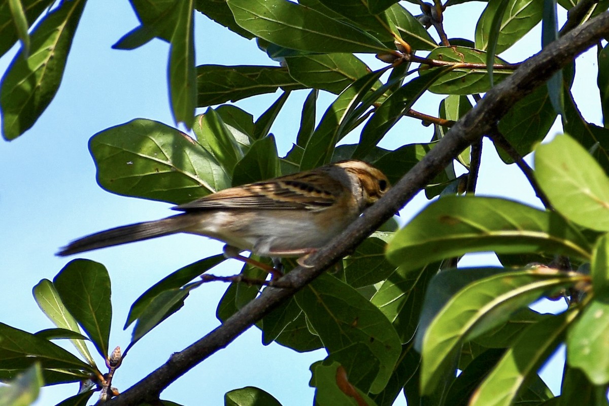 Clay-colored Sparrow - ML609615230