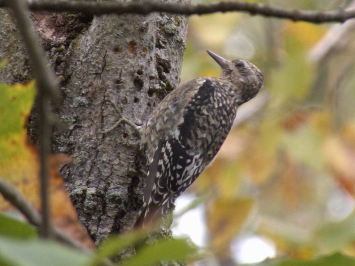 Yellow-bellied Sapsucker - ML609615252