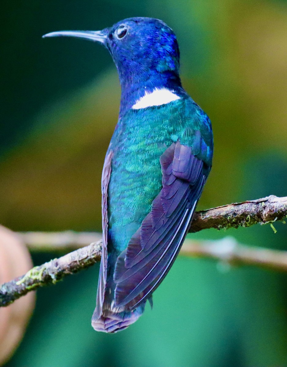 kolibřík bělokrký - ML609615254