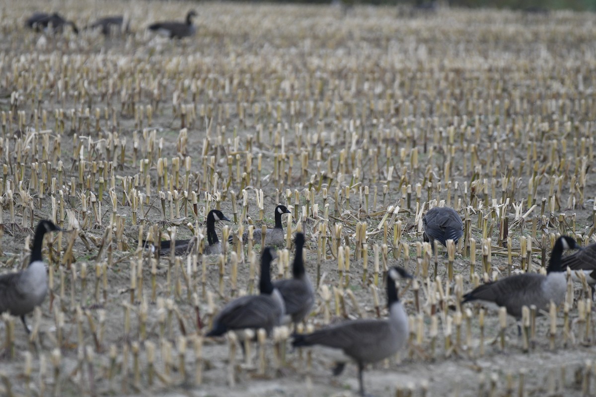 Cackling Goose - Monica Siebert