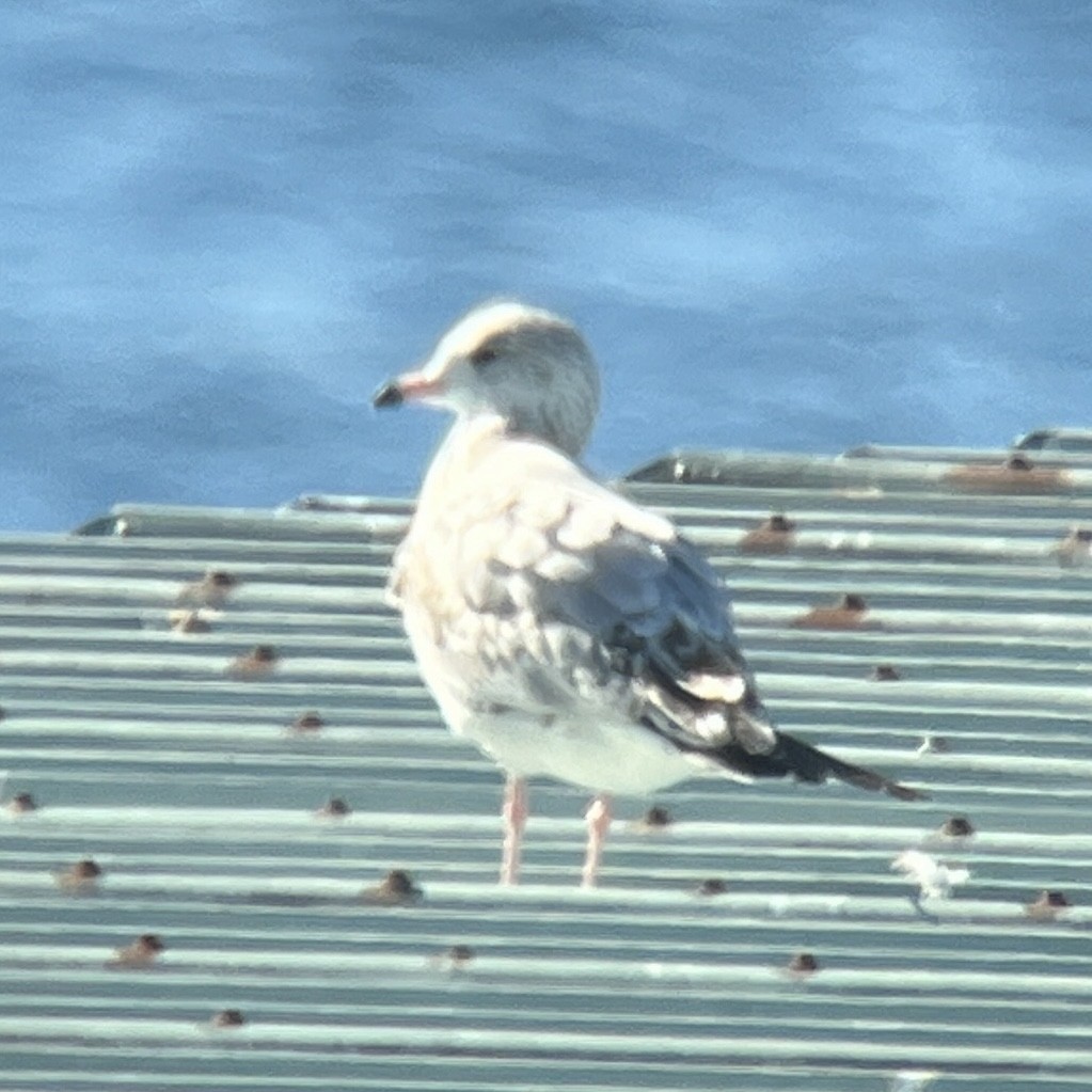 Ring-billed Gull - ML609615308