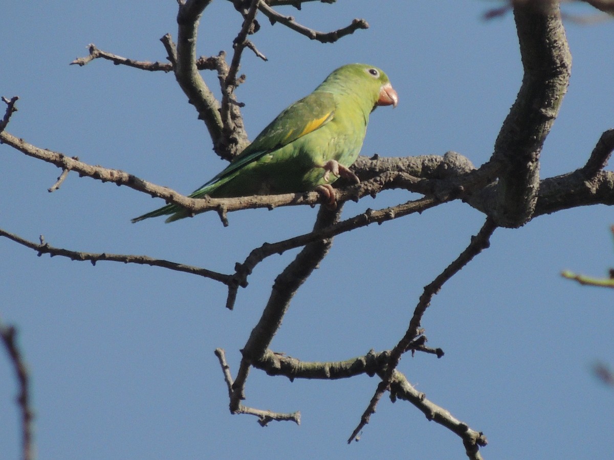 Yellow-chevroned Parakeet - Judy Matsuoka