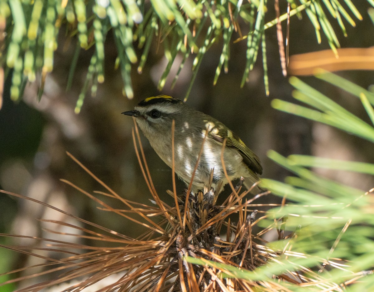 Golden-crowned Kinglet - ML609615441