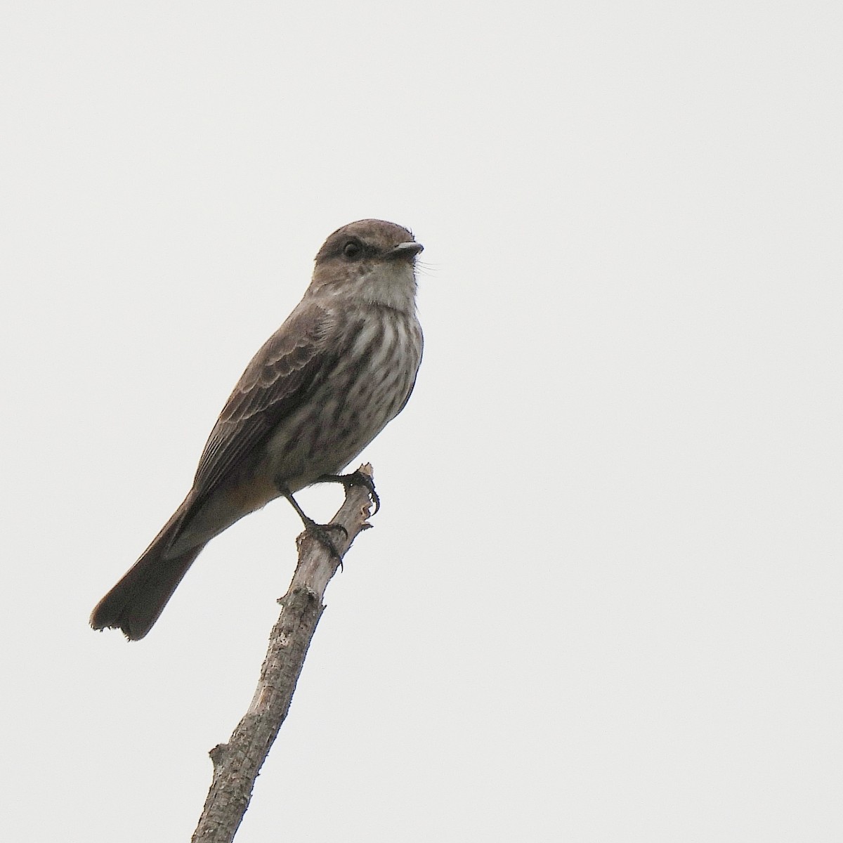 Vermilion Flycatcher - ML609615444