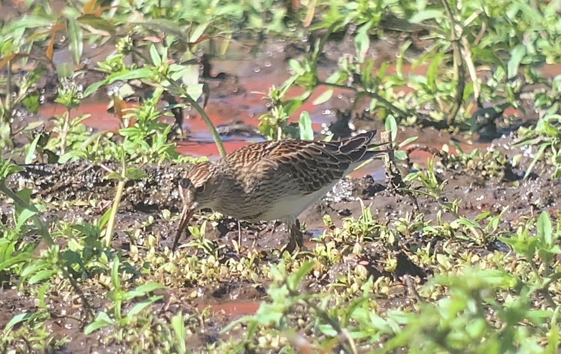 Bécasseau à poitrine cendrée - ML609615452