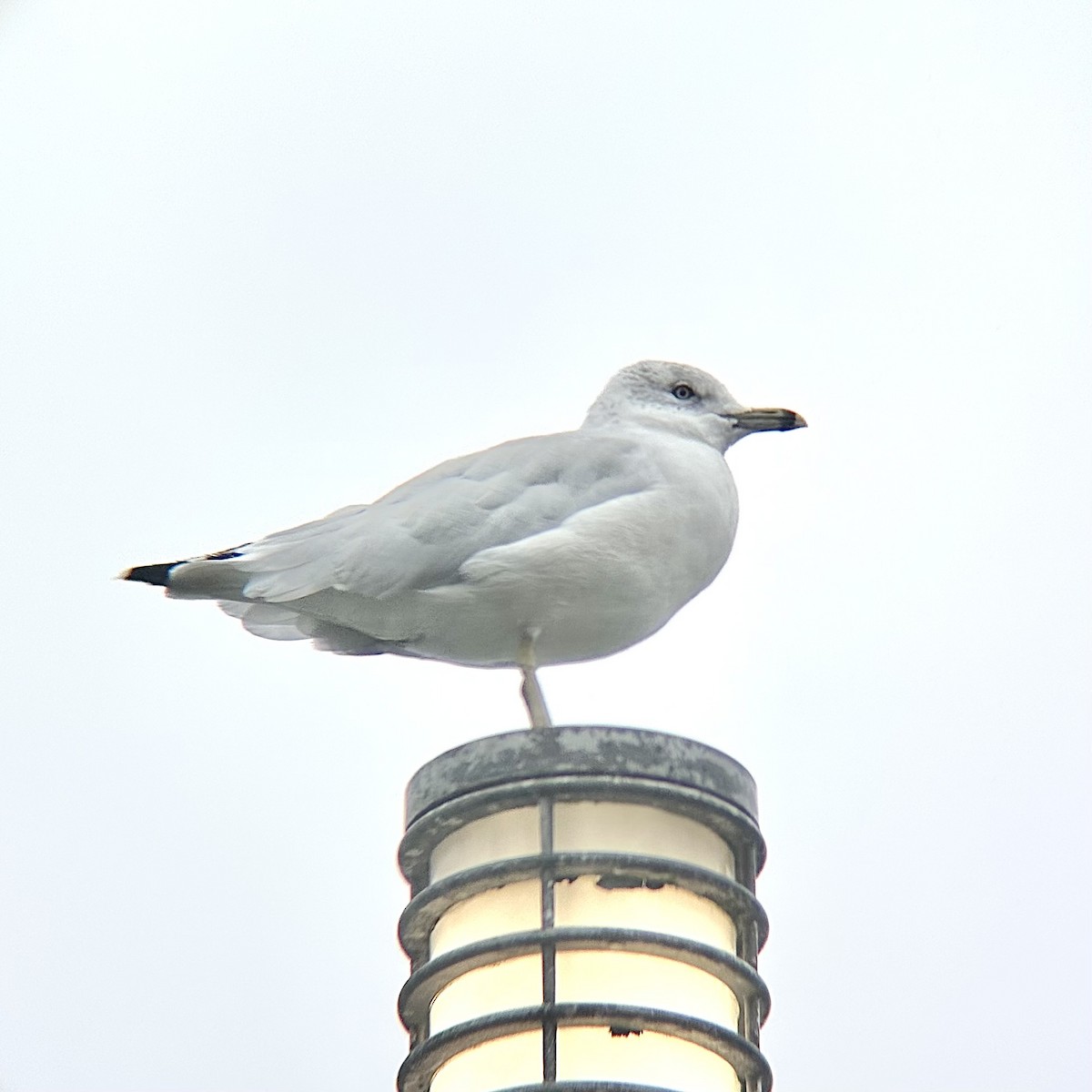 Ring-billed Gull - ML609615644