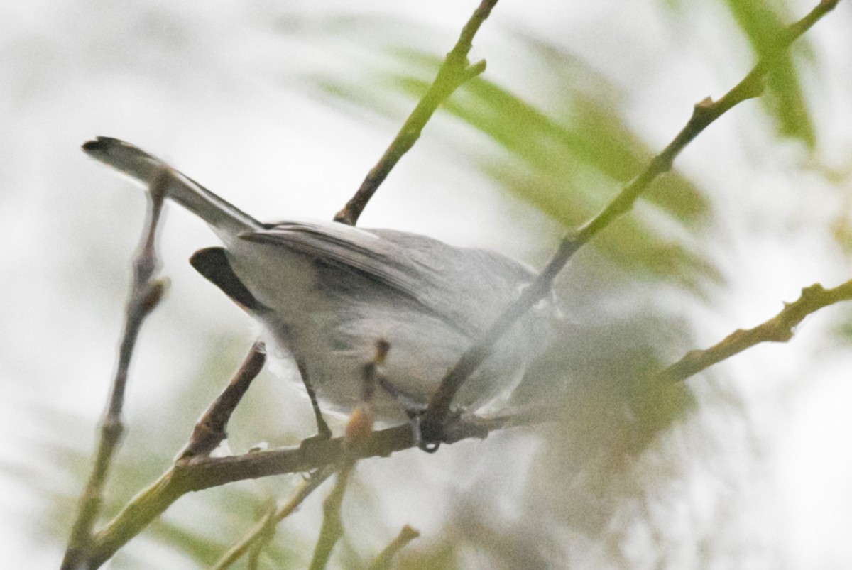 Blue-gray Gnatcatcher - Max Brodie