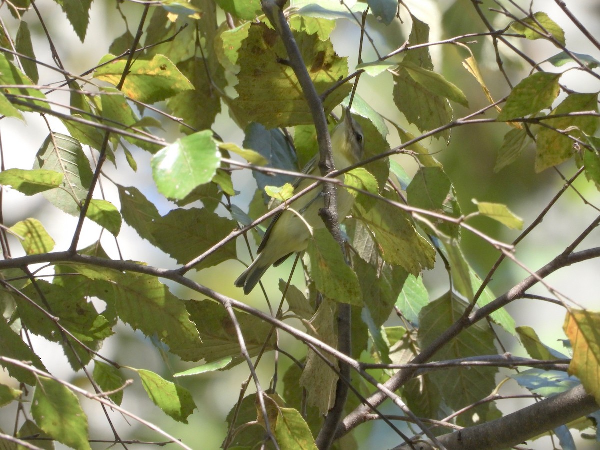 Philadelphia Vireo - P Chappell